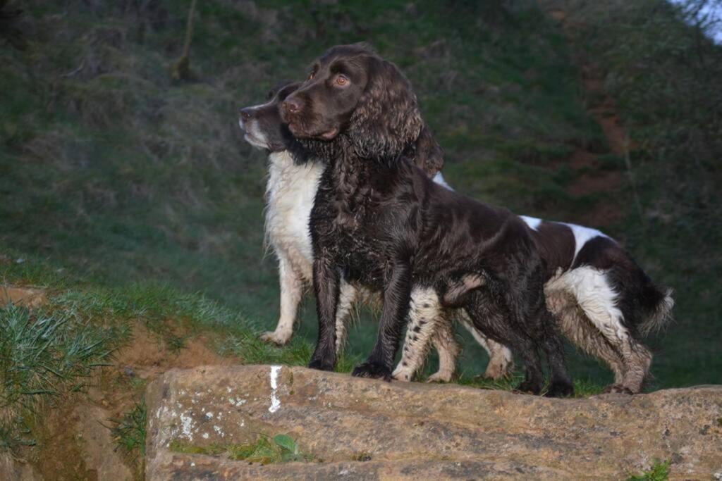 Spaniel Cottage With Views Of Ham Hill, Stoke Sub Hamdon Martock Luaran gambar