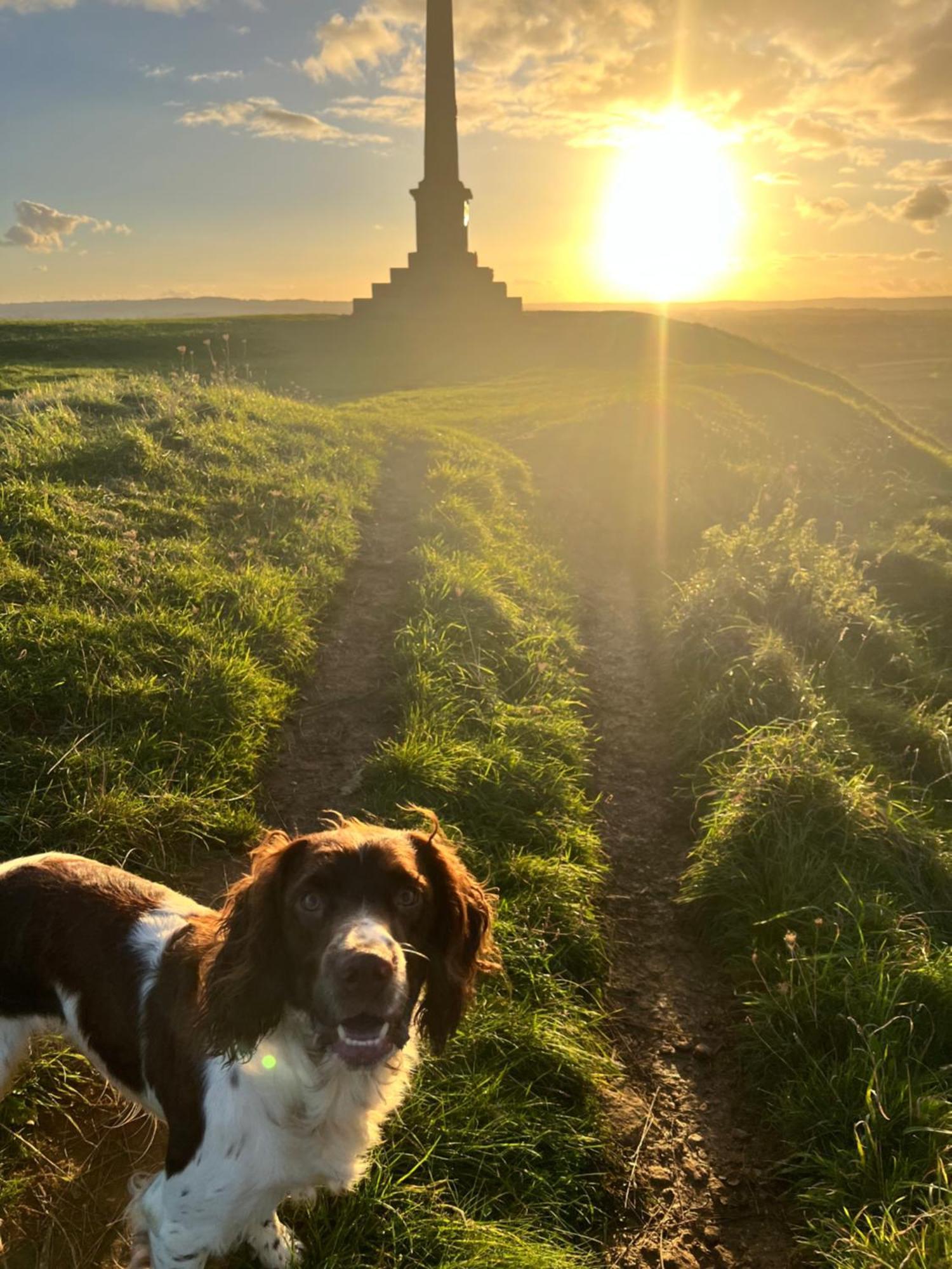 Spaniel Cottage With Views Of Ham Hill, Stoke Sub Hamdon Martock Luaran gambar